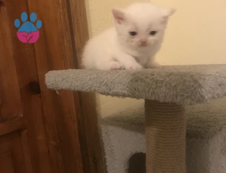 British shorthair Dişi Kedime Eş Arıyorum