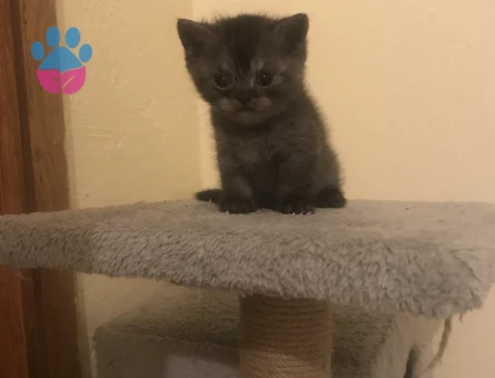 British shorthair Dişi Kedime Eş Arıyorum