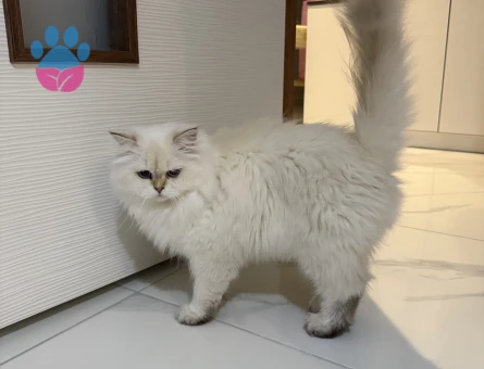 1 Yaşında British Long Hair Prensesimize Eş Arıyoruz