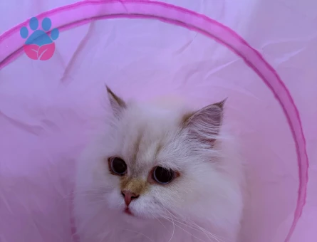 1 Yaşında British Long Hair Prensesimize Eş Arıyoruz