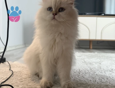 1 Yaşında British Long Hair Prensesimize Eş Arıyoruz