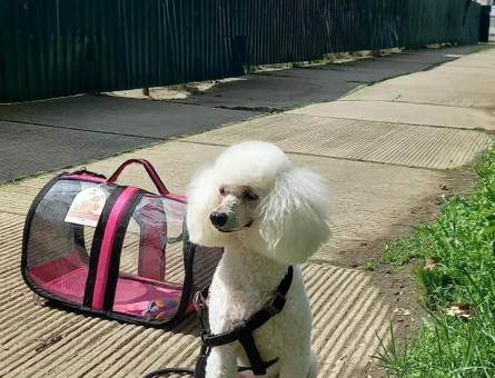 Toy Poodle Eş Aranıyor - 118979805