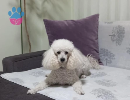 Toy Poodle Eş Aranıyor