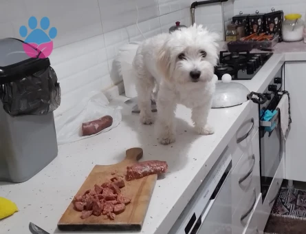 Maltese terier 1 Yaşında Kızgınlıkta