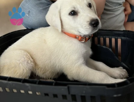 Akbaş Oğlumuza Bir Dişi Eş Arıyoruz