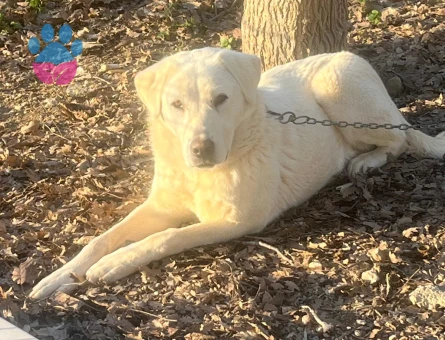 Akbaş Oğlumuza Bir Dişi Eş Arıyoruz