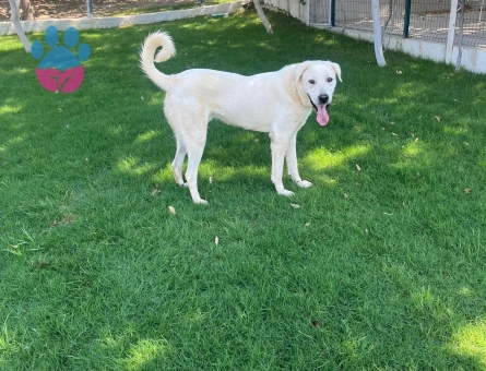 Akbaş Oğlumuza Bir Dişi Eş Arıyoruz