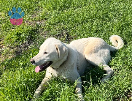 Akbaş Oğlumuza Bir Dişi Eş Arıyoruz