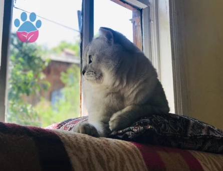 HÜNKARA DİŞİ EŞ ARIYORUM