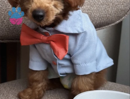 Toy poodle Erkek Kedim Eş Arıyor - 118985152