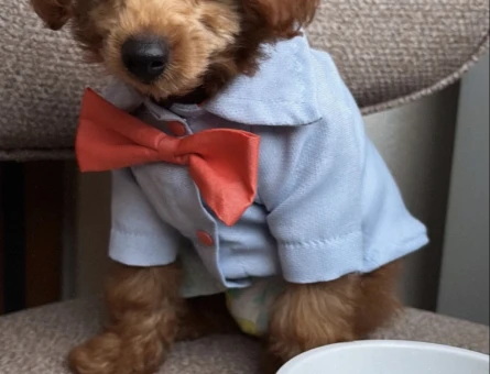 Toy poodle Erkek Kedim Eş Arıyor - 118985152