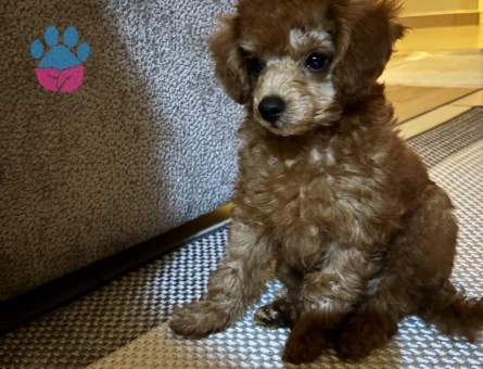 Toy poodle Erkek Kedim Eş Arıyor - Görsel 4