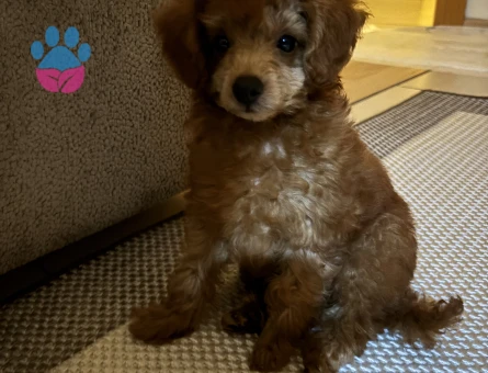 Toy poodle Erkek Kedim Eş Arıyor - Görsel 3