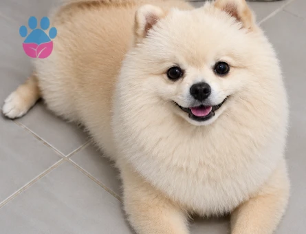 Pomerian Boo Eş Arıyoruz - 118985153
