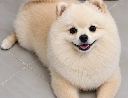 Pomerian Boo Eş Arıyoruz - 118985153