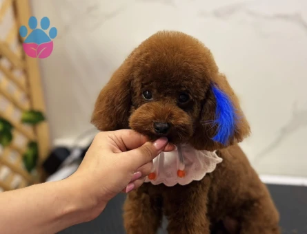 Pablo Poodle 1 Yaşında Eş Arıyor - Görsel 3