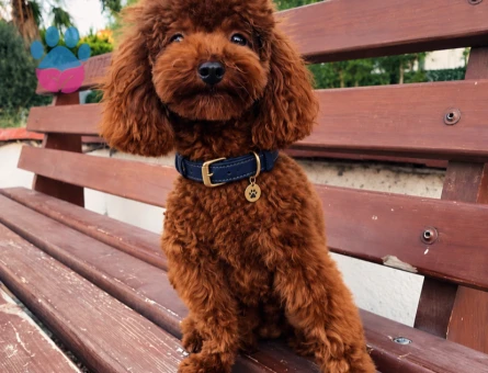 Pablo Poodle 1 Yaşında Eş Arıyor - Görsel 2