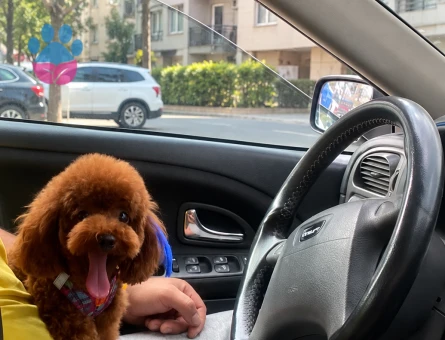 Pablo Poodle 1 Yaşında Eş Arıyor - Görsel 4