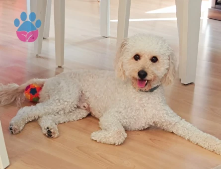 Toy Poodle Yakışıklı Oğlum Eş Arıyor - 118985155