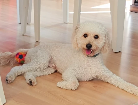 Toy Poodle Yakışıklı Oğlum Eş Arıyor - 118985155