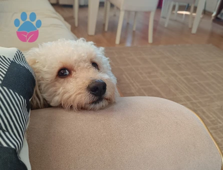 Toy Poodle Yakışıklı Oğlum Eş Arıyor - Görsel 3