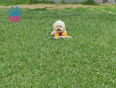 Toy Poodle Yakışıklı Oğlum Eş Arıyor - Görsel 5