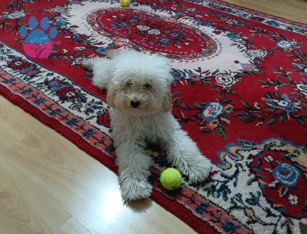 Toy Poodle Yakışıklı Oğlum Eş Arıyor - Görsel 4