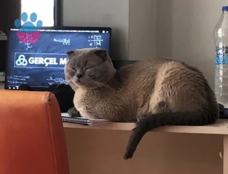 Scottish erkek 2,5 yaşında