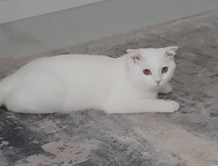 British Shorthair 1 Yaşında Eş Arıyor - 118972273