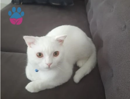 British Shorthair 1 Yaşında Eş Arıyor