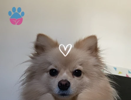 Leydi hanım eş arıyor