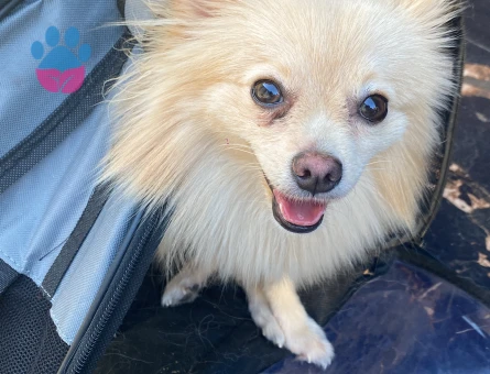 Leydi hanım eş arıyor