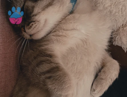 Scottish fold erkek kedime eş arıyorum