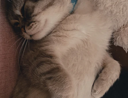 Scottish fold erkek kedime eş arıyorum - 118980234