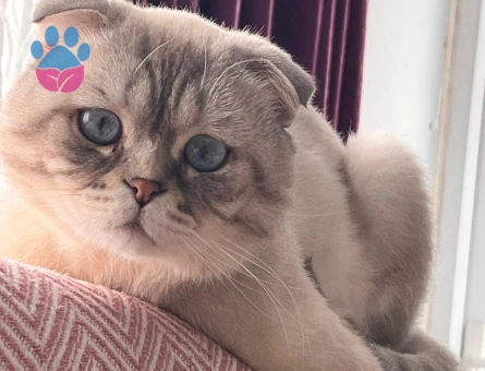 Scottish fold erkek kedime eş arıyorum