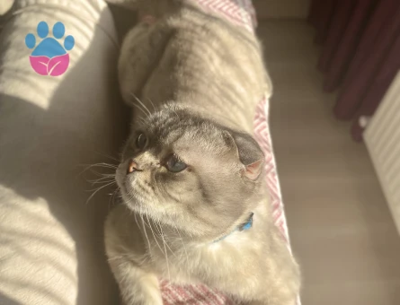Scottish fold erkek kedime eş arıyorum