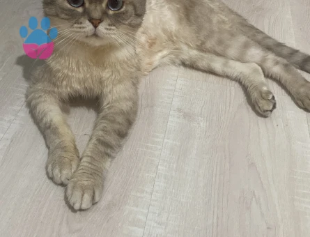 Scottish fold erkek kedime eş arıyorum