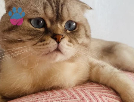 Scottish fold erkek kedime eş arıyorum