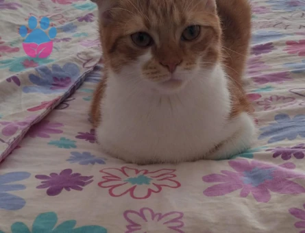 Sarman Kedime Eş Arıyorum