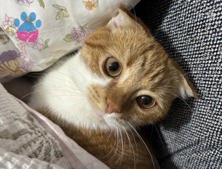 Sarman Kedime Eş Arıyorum