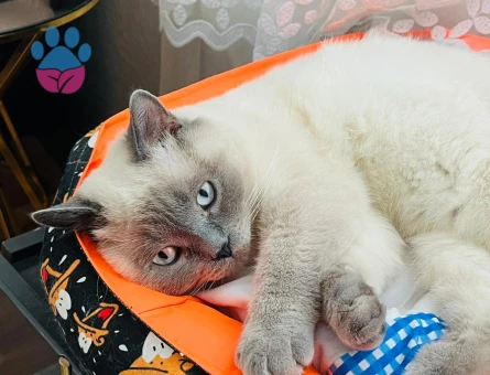 British Longhair Eş arıyorum oğluma