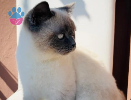 British Longhair Eş arıyorum oğluma