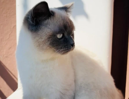 British Longhair Eş arıyorum oğluma - 118980236