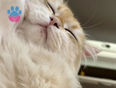 British Longhair Eş Arıyoruz