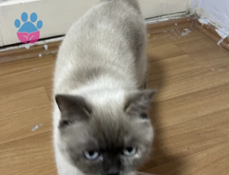 Blue point kızıma eş arıyorum