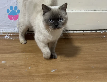 Blue point kızıma eş arıyorum