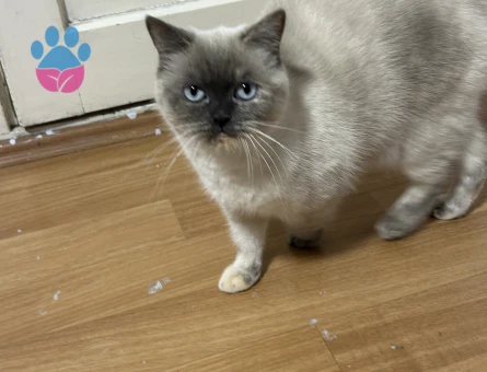 Blue point kızıma eş arıyorum