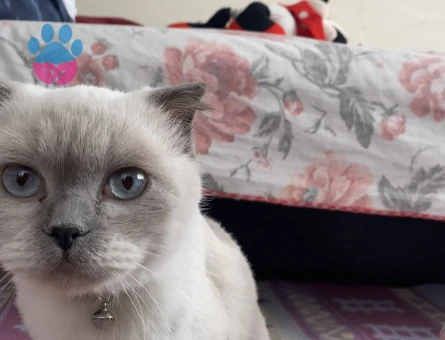 Dişi kedime eş arıyorum