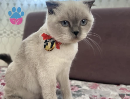 Dişi kedime eş arıyorum