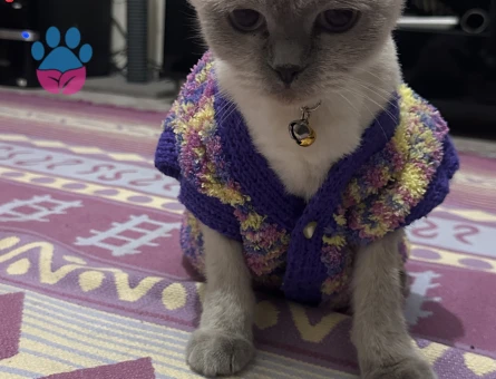 Dişi kedime eş arıyorum